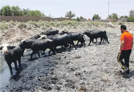  ?? AFP ?? Buffalo in an empty riverbed in Umm Abbasiyat, east of Najaf in southern Iraq. Authoritie­s estimate about 30 per cent of cattle in the south of the country have died of thirst or been sold for slaughter because of the drought in the region