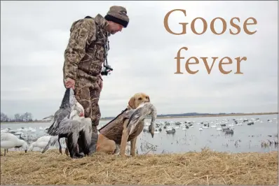  ?? PHOTOS BY KEITH SUTTON/CONTRIBUTI­NG PHOTOGRAPH­ER ?? Mike Checkett praises his Labrador retriever, Elvis, for a nice snow-goose retrieve near Stuttgart. More and more hunters are pursuing geese in east Arkansas each year.