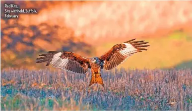  ??  ?? Red Kite,
Site withheld, Suffolk, February