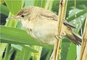  ??  ?? Reed Warbler in rare morning drizzle