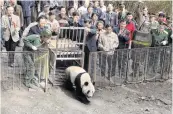  ?? PHOTO: REUTERS ?? Illfated . . . Captivebre­d panda Xiang Xiang is released to the wild in Sichuan province on April 28, 2006. The 4yearold died a year later after being attacked by other animals.
