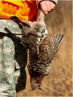  ?? ?? The ruffed grouse is deemed to be the most sporting US bird, with six million shot a year