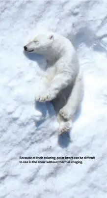  ??  ?? Because of their coloring, polar bears can be difficult to see in the snow without thermal imaging.