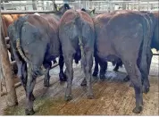  ?? ?? AA bullocks weighing 287kgs made €790 at Corrin Mart earlier this week.