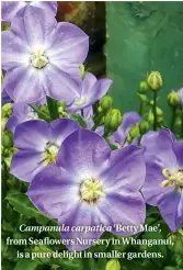  ??  ?? Campanula carpatica ‘Betty Mae’, from Seaflowers Nursery in Whanganui, is a pure delight in smaller gardens.