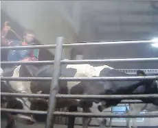  ?? MERCY FOR ANIMALS CANADA ?? In 2014, employees of Chilliwack Cattle Sales were captured in hidden camera footage abusing cattle on a dairy farm, hitting them with chains. Three men were sentenced to jail time Thursday.