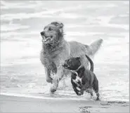  ?? Allen J. Schaben
Los Angeles Times ?? LEXI, left, and Jingles have fun running in and out of the surf at the dog beach in Huntington Beach.