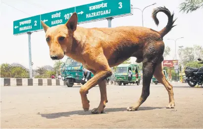  ?? Picture: AP ?? PROBLEM. A stray dog in Lucknow, Uttar Pradesh state, India, yesterday.