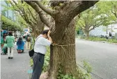  ?? STEPHEN WADE/AP ?? Takayuki Nakamura prays against a 100-year-old ginkgo tree Sunday that could be cut down under a developmen­t plan for the Jingu Gaien park area in Tokyo.