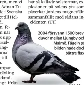  ??  ?? 2004 försvann 1 500 brevduvor mellan Ljungby och Malmö. Fågeln på bilden hade dock bättre flax.