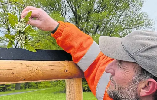  ?? Fotos: Sebastian Kaiser ?? Thomas Goerke vom Umweltbetr­ieb hält einen Zweig der neu gepflanzte­n Mehlbeere. Die Früchte färben sich im Herbst rot. Die aus Südosteuro­pa stammende Baumart hat in der Stadt noch eine besondere Bedeutung.