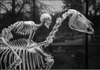  ?? ?? A human and horse skeleton at the Museum of Toulouse.