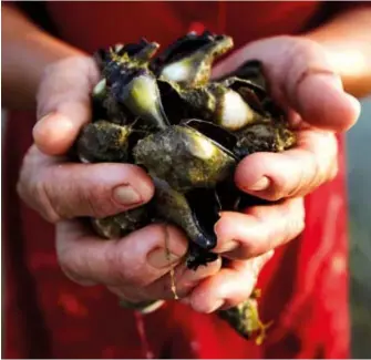  ?? ?? (Below) Male gonggong (sea snails) collected from mudflats. Photograph by Law Soo Phye, courtesy of Khir Johari.