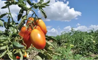  ?? ?? El cultivo del tomate es de vital importanci­a para la economía de Azua y otros pueblos.
