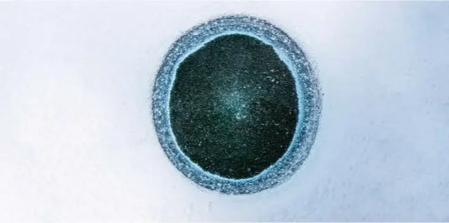  ??  ?? An ice hole reveals a ring of bacteria – its activity is central to Cook’s research