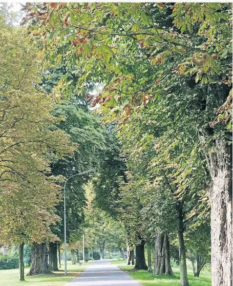  ?? ?? Die Kastaniena­llee an der Schusterin­sel wird bei der Bierbörse 2023 nur zu einem Teil bespielt – wegen des Landschaft­sschutzes. Fotos: Ludmilla Hauser