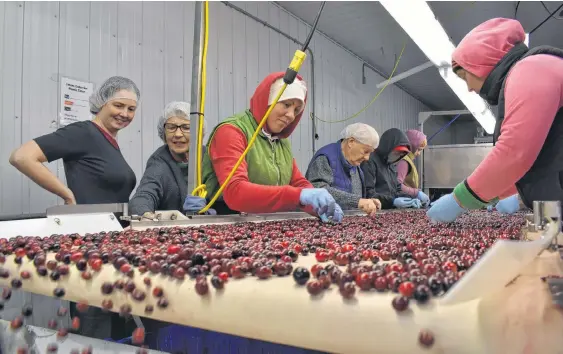  ?? ASHLEY THOMPSON ?? Cranberry Acres employees inspect the berries coming in in the final weeks of harvest season.