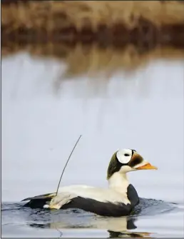  ?? Photo by Nate Lashomb ?? TRACKED— A male eider swims around its wetland summer breeding grounds with a surgically implanted satellite tracker and antenna.