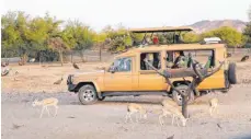  ??  ?? Im offenen Jeep geht es auf Safari. Die meisten Tiere auf Sir Bani Yas zeigen keine Scheu vor den fotografie­renden Touristen.