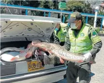  ??  ?? LA SECCIONAL DE
TRÁNSITO incautó pescado y carne que eran transporta­dos de manera insalubre sobre la vía a Pamplona.