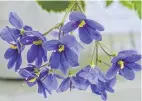  ??  ?? African violets (top and middle) vary in shape and colour; and (below) the Boea hygroscopi­ca which grows along the coast.