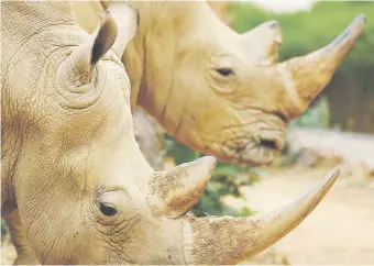  ??  ?? SAFE HAVEN. Two endangered white rhinos, a favourite target of poachers, in their enclosure yesterday.