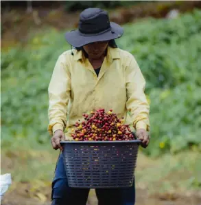  ?? CORTESÍA COOPEDOTA ?? Aplicacion­es en las que se usa IA dan luz a los productore­s sobre cómo evoluciona la salud de tierras y cafetos.