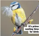  ?? ?? It’s prime nesting time for birds