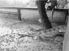  ??  ?? A 36-year-old female Gharial crocodile is released in the zoo of Rajshahi. — AFP photo