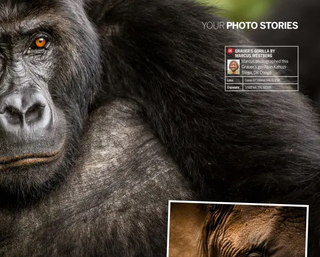  ??  ?? 06 GRAUER’S GORILLA BY MARCUS WESTBERG Marcus photograph­ed this Grauer’s gorilla in Kahuzibieg­a, DR Congo
Lens Canon EF 500mm f/4l IS USM
Exposure 1/500 sec, f/4, ISO500