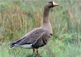  ?? ?? THREE: Greenland White-fronted Goose (Islay, Argyll, 17 April 2014). Although on its own, this Greenland White-fronted Goose still manages to look quite big and long necked, as well as rather dark, more earth-brown than its Russian counterpar­t. Most features are shared between the two subspecies, but note here the rather heavy and bright orange bill which matches the colour of the legs. In addition, the white tip to the tail is noticeably narrow.