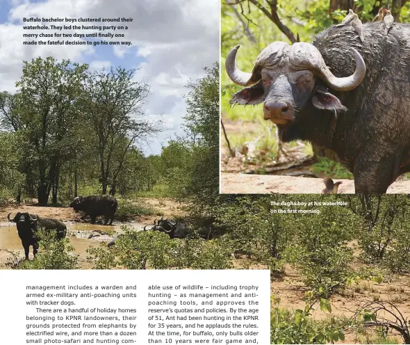  ??  ?? Buffalo bachelor boys clustered around their waterhole. They led the hunting party on a merry chase for two days until finally one made the fateful decision to go his own way.
The dagha boy at his waterhole on the first morning.