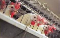  ?? AP FILE PHOTO ?? CAGE MATCH: Propositio­n 12 on California’s November ballot would require that egg-laying hens be cage-free by 2022.