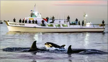  ?? PHOTOS BY MARK RIGHTMIRE — STAFF PHOTOGRAPH­ER ?? With a calf following close by, orcas swim near the various whale-watching boats following the orcas as they swim off the coast of Huntington Beach on Tuesday. For nearly a month, orcas have been attracting people to see these majestic mammals in nature.