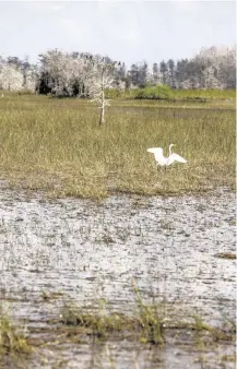  ?? JOSE A. IGLESIAS jiglesias@elnuevoher­ald.com ?? An egret prepares to take flight in the Florida Everglades.
