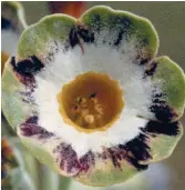  ??  ?? Striped auricula ‘Karen Corday’ from the Woottens Handbook 2007