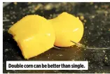  ??  ?? Double corn can be better than single.