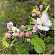  ??  ?? Left to right: A dog knee-deep among the sprouting grasses; budding blackthorn form an avenue of white along the river; a colourful kingfisher perches on a blossom twig; cherry-pink and white apple flowers.