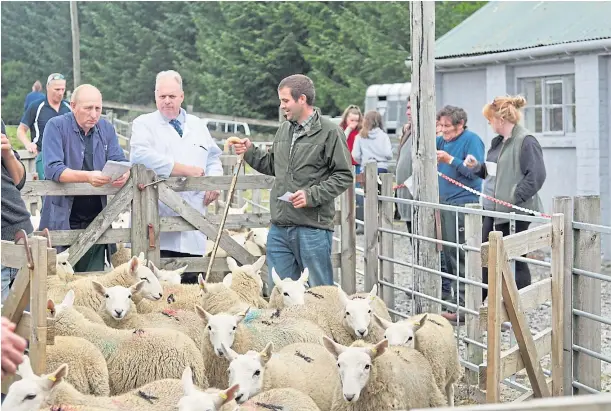  ??  ?? BUSY MARKETPLAC­E: Things were getting back to normal at the sales at Lairg, with the only complaint being the lack of a bar.