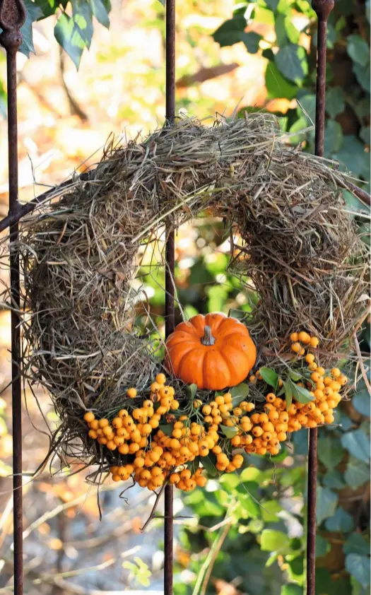  ??  ?? A grooved tangerineo­range gourd nestles above clusters of pale gold berries in the centre of a tousled firethorn wreath hung from railings.