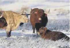  ??  ?? 0 Highland cattle in the snow near Comrie in Perthshire