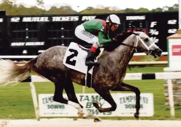  ?? Tampa Bay Downs ?? Gouverneur Morris wins his 3-year-old debut with John Velazquez aboard on Feb. 14 at Tampa Bay Downs.