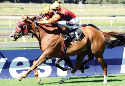  ??  ?? USEFUL. Greasepain­t may not have the class to match some of his rivals, but has prooved useful over the distance with six wins over 1000m.