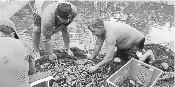  ??  ?? Muchos productore­s han construido piscinas en sus terrenos para la cría de peces de agua dulce.