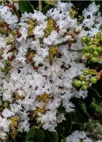  ??  ?? Top Don’t forget to include rocks – in the water and on land. above left Plant crepe myrtles because the flowers look like Japanese spring blossoms but they come out in summer. Bonus! above RIGHT Niwaki pruning of a black pine, which can reach 30m, keeps its height down.