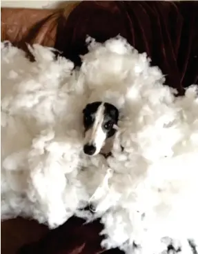  ??  ?? Looking sheepish: Ruby surrounded by white stuffing this week