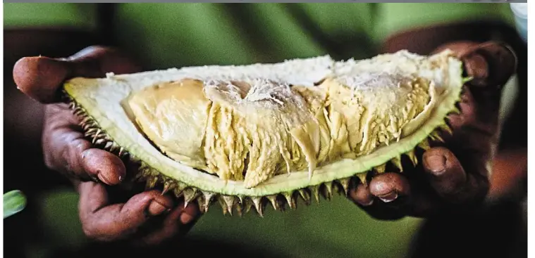Biji bumi durian