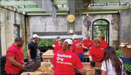  ?? SUBMITTED PHOTO ?? KeyBank employees recently spent an afternoon maintainin­g native plants and gardens in the Perkiomen Watershed Conservanc­y’s greenhouse as part of the company’s Neighbors Make the Difference Day. KeyBank was recently named among the top 50 most...