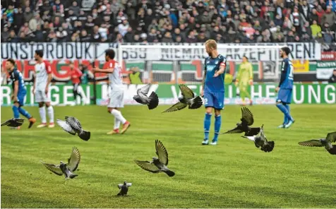  ?? Foto: Ulrich Wagner ?? Der Schwarm Tauben in der WWK Arena war in der Hälfte der TSG 1899 Hoffenheim meist ungestört.