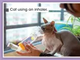  ?? ?? Cat using an inhaler.